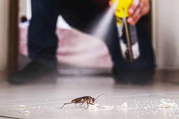 Best Wasp Removal Services  in St Louis, MO